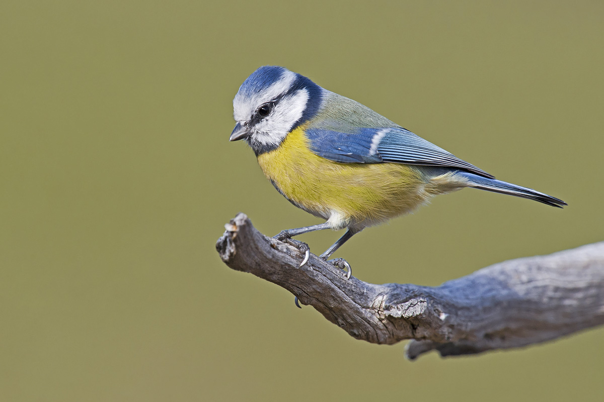 pot-pourri di cince... e non solo...